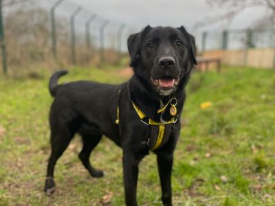 Dax | Retriever (Labrador) Cross | Shrewsbury (Shropshire) - 2