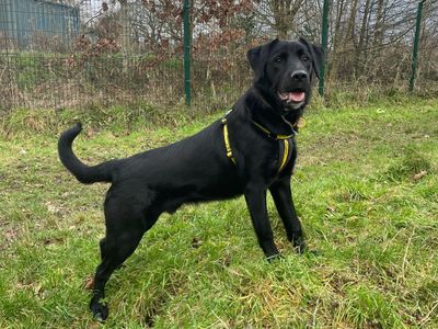 Dax | Retriever (Labrador) Cross | Shrewsbury (Shropshire) - 3