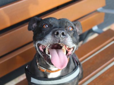 Tyson | Terrier (Staffordshire Bull) | Darlington - 2