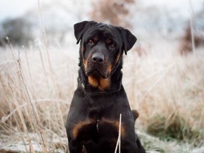 Tyson | Rottweiler | Kenilworth (West Midlands) - 3