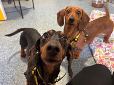 Fendi | Dachshund (Miniature Smooth Haired) | Shoreham (Sussex) - 2