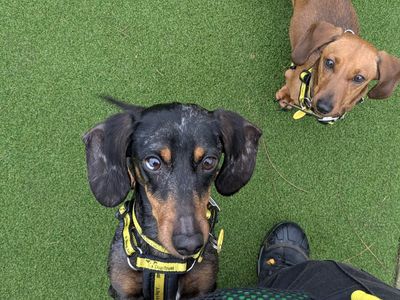 Fendi | Dachshund (Miniature Smooth Haired) | Shoreham (Sussex) - 3