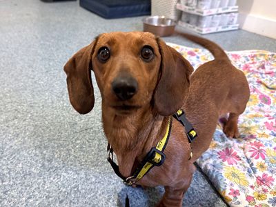 Pixie | Dachshund (Miniature Smooth Haired) | Shoreham (Sussex) - 5