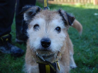 Daisy | Terrier (Scottish) Cross | Newbury (Berkshire) - 3