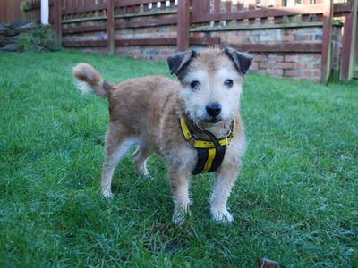 Daisy | Terrier (Scottish) Cross | Newbury (Berkshire) - 2