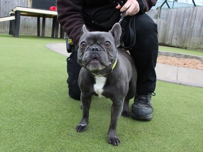 Mince and Pie | French Bulldog | Evesham (Worcestershire) - 3