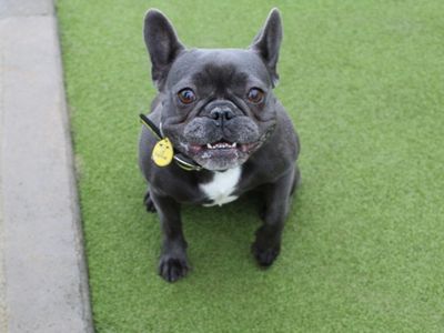 Mince and Pie | French Bulldog | Evesham (Worcestershire) - 5