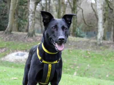 Nala | German Shepherd Dog Cross | Merseyside (Liverpool) - 2