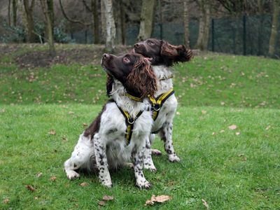 Rudy | Spaniel (English Springer) | Merseyside (Liverpool) - 3