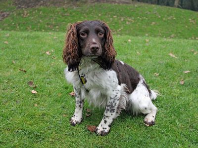 Rudy | Spaniel (English Springer) | Merseyside (Liverpool) - 2