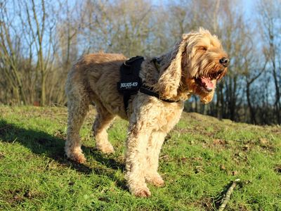 Thor | Spaniel (Cocker) Cross | Merseyside (Liverpool) - 3