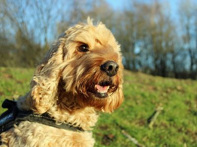 Thor | Spaniel (Cocker) Cross | Merseyside (Liverpool) - 2