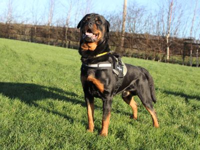 Chief | Rottweiler | Darlington - 3