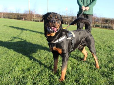 Chief | Rottweiler | Darlington - 2