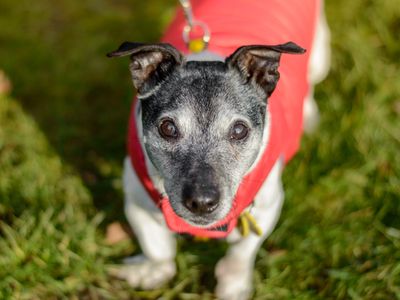 Spike | Terrier (Jack Russell) | Kenilworth (West Midlands) - 5