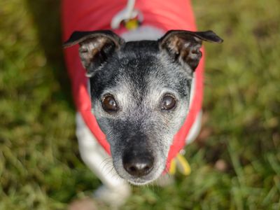 Spike | Terrier (Jack Russell) | Kenilworth (West Midlands) - 3