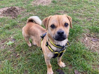 Bruno | Pug | Snetterton (Norfolk) - 3