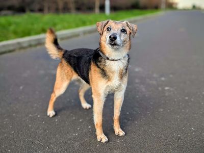 Cheddar | Terrier (Jack Russell) Cross | Cardiff - 5