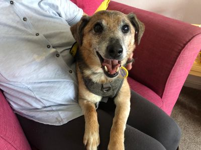 Cheddar | Terrier (Jack Russell) Cross | Cardiff - 3