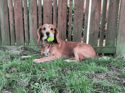 Zak | Spaniel (Cocker) | Dundee rehoming - 3