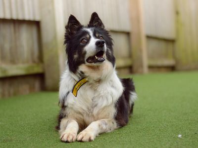 Sparrow | Collie (Border) | Kenilworth (West Midlands) - 2