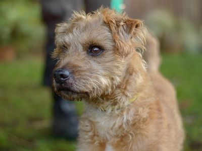 Brody | Terrier (Jack Russell) Cross | Kenilworth (West Midlands) - 3