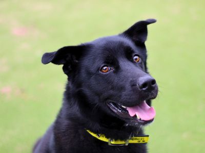 Xander | Retriever (Labrador) Cross | Manchester - 2