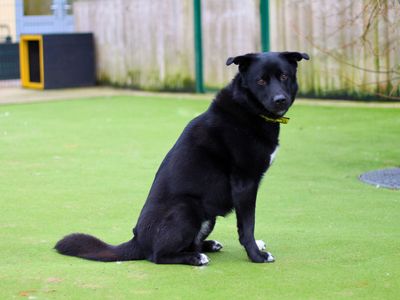 Xander | Retriever (Labrador) Cross | Manchester - 3