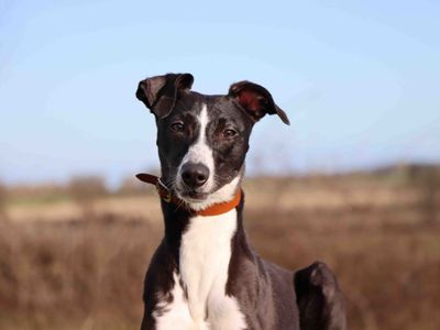 Koda | Saluki Cross | Darlington - 3