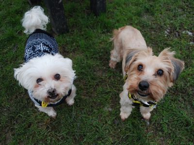 Mia | Poodle | Newbury (Berkshire) - 3