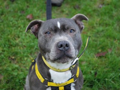 Buddy | Terrier (Staffordshire Bull) | Newbury (Berkshire) - 3