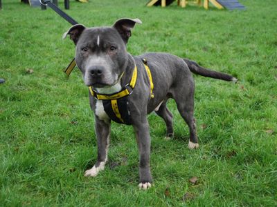 Buddy | Terrier (Staffordshire Bull) | Newbury (Berkshire) - 5