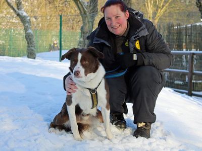 Mac | Collie (Border) | Merseyside (Liverpool) - 3