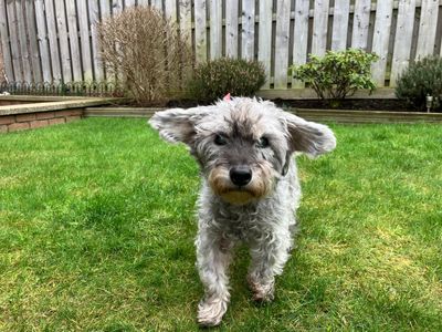 Holly | Poodle Cross | West Calder (Edinburgh) - 2