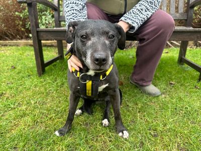 Mitzie | Terrier (Staffordshire Bull) Cross | Newbury (Berkshire) - 2