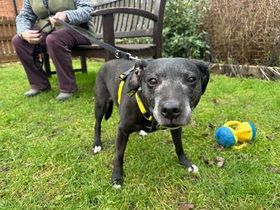 Mitzie | Terrier (Staffordshire Bull) Cross | Newbury (Berkshire) - 3