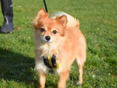 Videl | Pomeranian | Harefield West London - 2