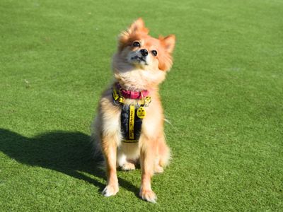 Videl | Pomeranian | Harefield West London - 3