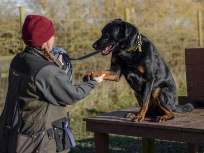 Pax | German Shepherd Dog Cross | Kenilworth (West Midlands) - 5