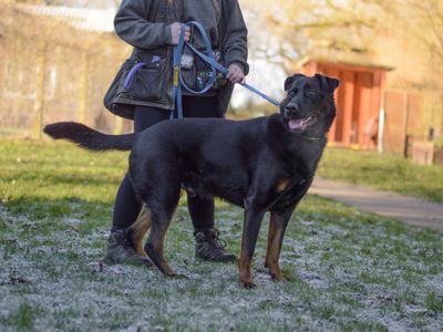 Pax | German Shepherd Dog Cross | Kenilworth (West Midlands) - 3