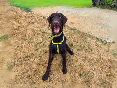 Bear | Poodle (Standard) Cross | Salisbury (Wiltshire) - 5