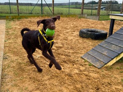 Bear | Poodle (Standard) Cross | Salisbury (Wiltshire) - 3