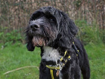 Doogle | Spaniel (Cocker) Cross | Shoreham (Sussex) - 3