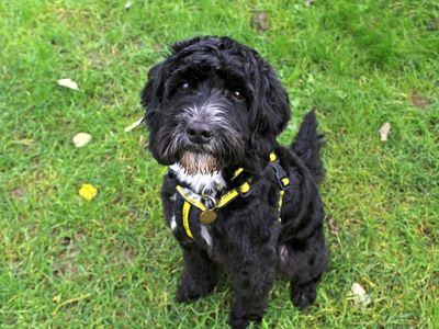 Doogle | Spaniel (Cocker) Cross | Shoreham (Sussex) - 5