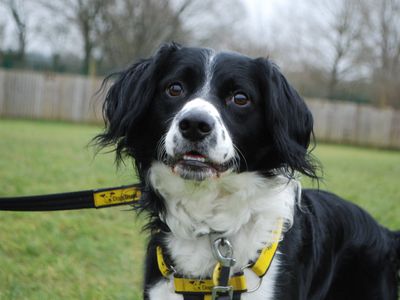 George | Collie (Border) Cross | Newbury (Berkshire) - 1