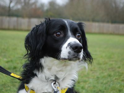 George | Collie (Border) Cross | Newbury (Berkshire) - 3