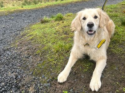 Ernie | Retriever (Golden) | Ballymena (Northern Ireland) - 3