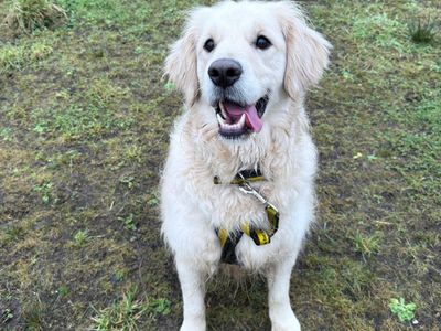 Ernie | Retriever (Golden) | Ballymena (Northern Ireland) - 5