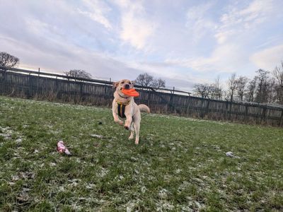 Marley | Retriever (Labrador) | West Calder (Edinburgh) - 2