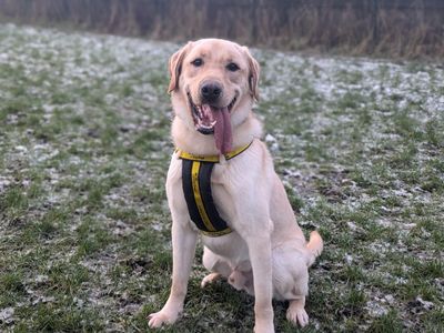 Marley | Retriever (Labrador) | West Calder (Edinburgh) - 3